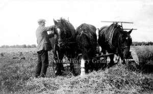 Farming, reaping (cut or gather) using three horses in the parish of Aston.