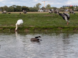River wildlife at Port Meadow
