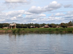 Cattle and horses grazing alongside the river at Port Meadow